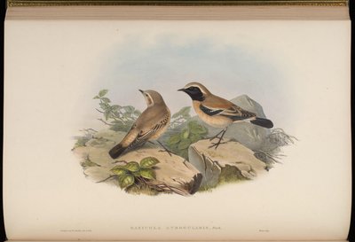 Saxicola atrogularis von John Gould